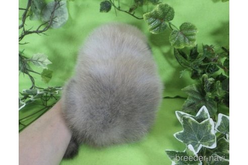 成約済の神奈川県のポメラニアン-246195の5枚目