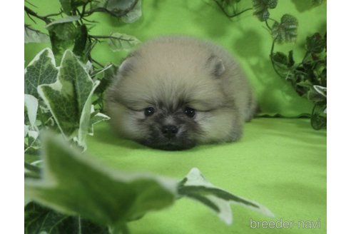 成約済の神奈川県のポメラニアン-246195の4枚目