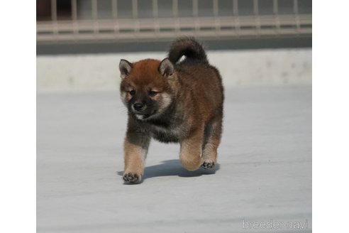 成約済の愛媛県の柴犬-246026の4枚目