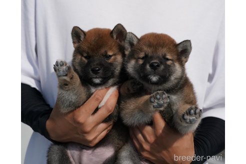 成約済の愛媛県の柴犬-246026の3枚目