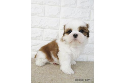 成約済の大阪府のシーズー-246229の3枚目