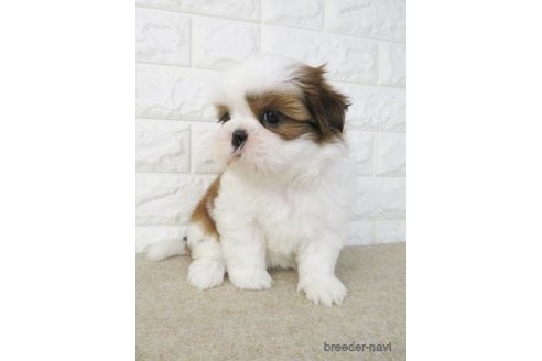 成約済の大阪府のシーズー-246229の4枚目