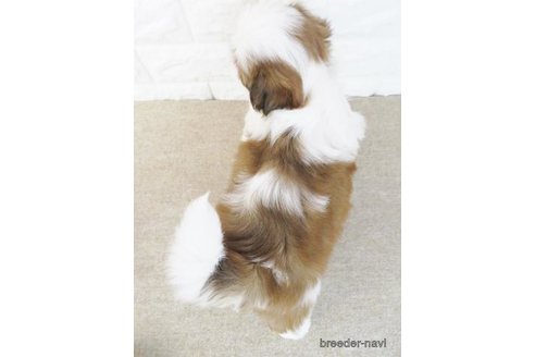 成約済の大阪府のシーズー-246229の2枚目