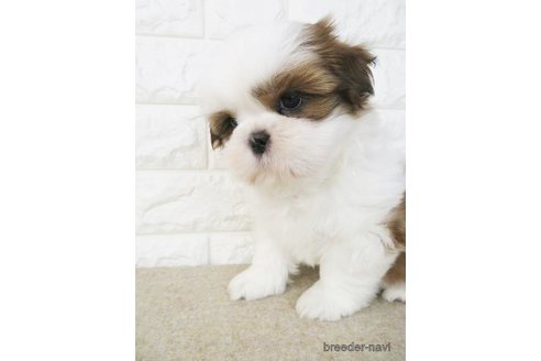 成約済の大阪府のシーズー-246229の6枚目