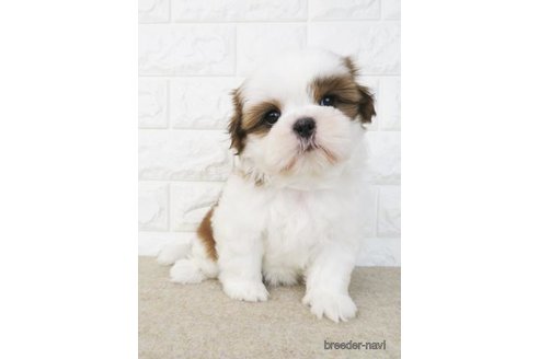 成約済の大阪府のシーズー-246229の1枚目