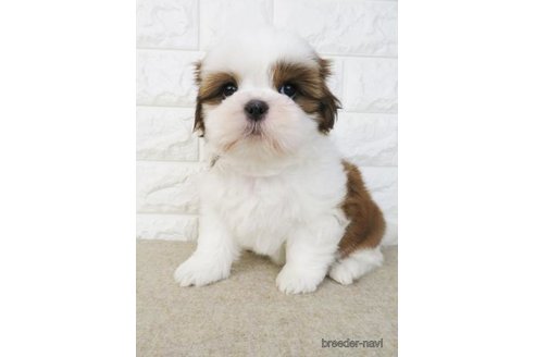 成約済の大阪府のシーズー-246229の5枚目