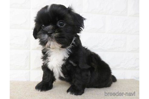 成約済の大阪府のシーズー-246231の2枚目