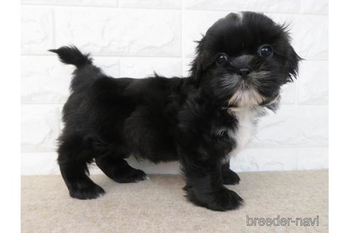 成約済の大阪府のシーズー-246231の3枚目