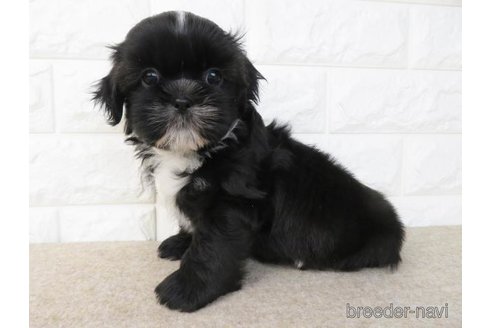 成約済の大阪府のシーズー-246231の4枚目