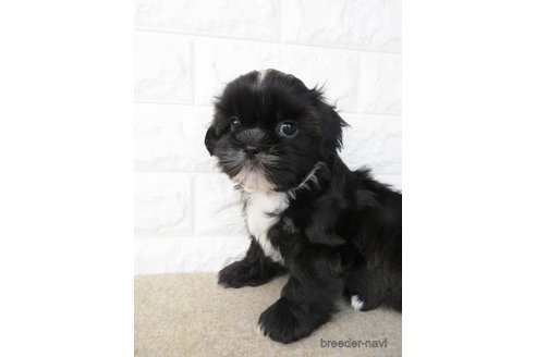 成約済の大阪府のシーズー-246231の5枚目