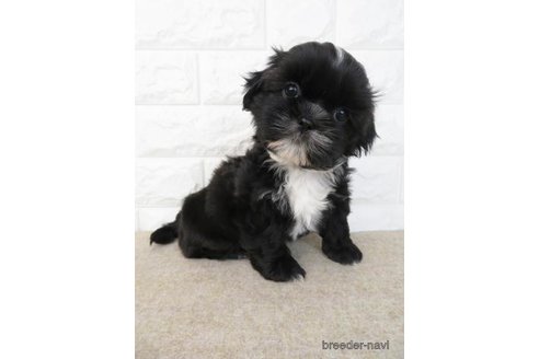 成約済の大阪府のシーズー-246231の1枚目