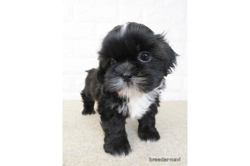 成約済の大阪府のシーズー-246231の6枚目