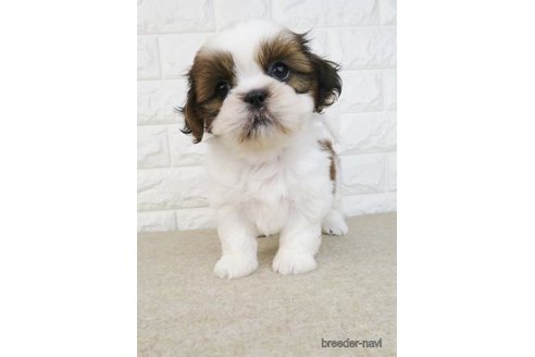 成約済の大阪府のシーズー-246242の2枚目