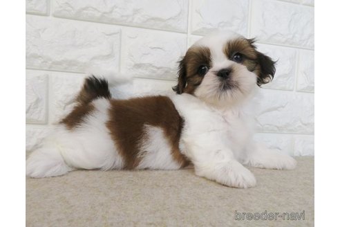 成約済の大阪府のシーズー-246242の4枚目