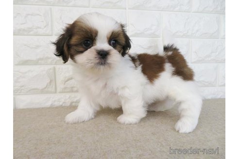 成約済の大阪府のシーズー-246242の5枚目