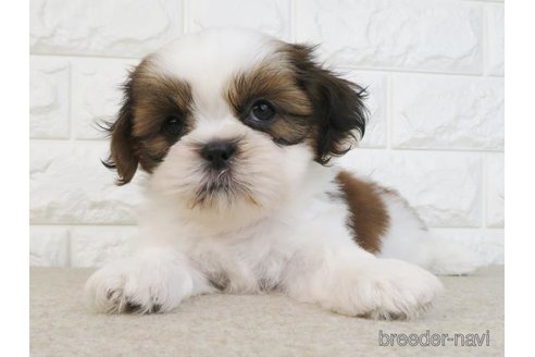 成約済の大阪府のシーズー-246242の3枚目