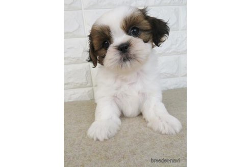 成約済の大阪府のシーズー-246242の1枚目