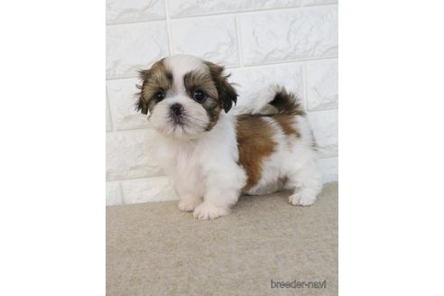 成約済の大阪府のシーズー-246243の2枚目