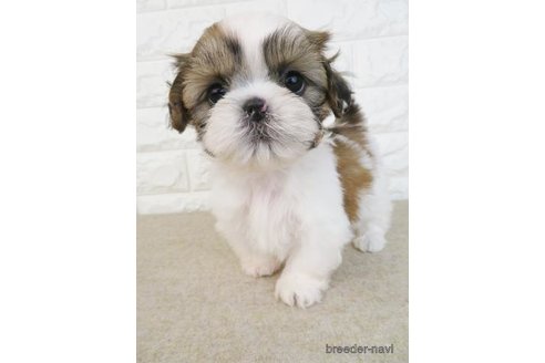 成約済の大阪府のシーズー-246243