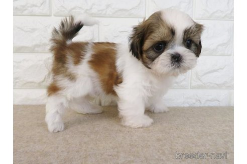 成約済の大阪府のシーズー-246243の5枚目