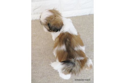 成約済の大阪府のシーズー-246243の4枚目