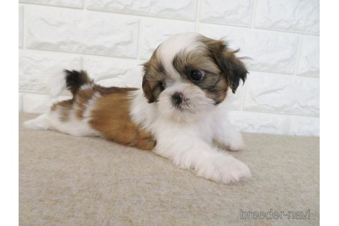 成約済の大阪府のシーズー-246243の6枚目