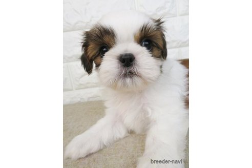 成約済の大阪府のシーズー-246247の2枚目