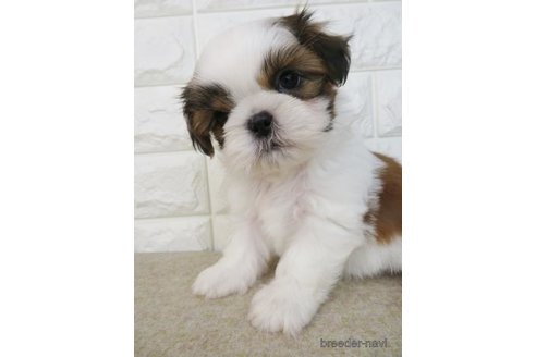 成約済の大阪府のシーズー-246247の4枚目