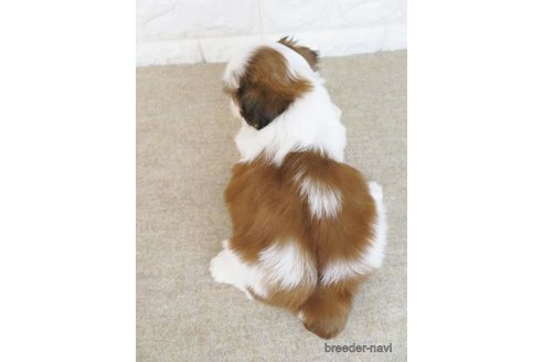 成約済の大阪府のシーズー-246247の3枚目