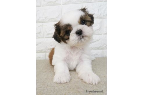 成約済の大阪府のシーズー-246247