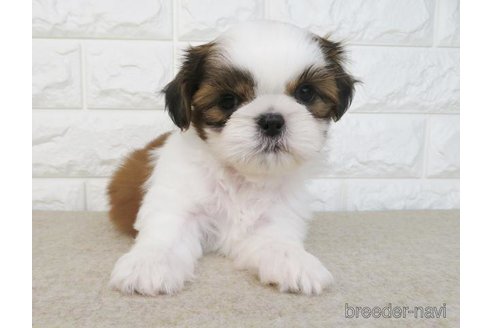 成約済の大阪府のシーズー-246247の6枚目