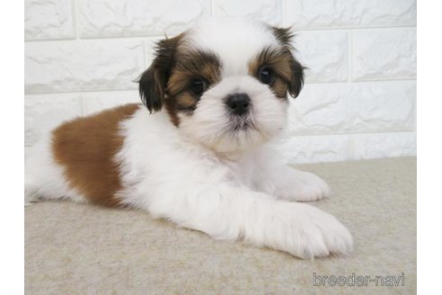 成約済の大阪府のシーズー-246247の5枚目