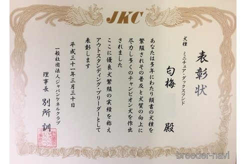 成約済の兵庫県のミニチュアダックスフンド(ロングヘアード)-246258の2枚目