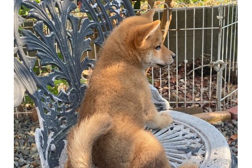 成約済の岡山県の柴犬-233533の10枚目
