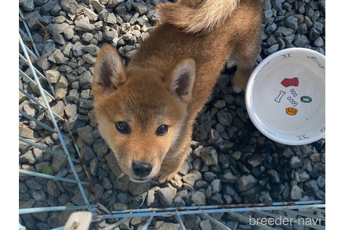 成約済の岡山県の柴犬-233533の6枚目
