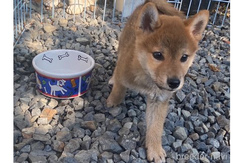 成約済の岡山県の柴犬-233533の7枚目