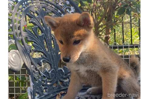 成約済の岡山県の柴犬-233533の8枚目