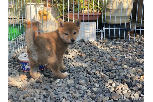 成約済の岡山県の柴犬-233533の9枚目