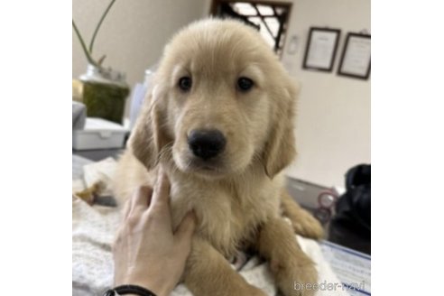 成約済の千葉県のゴールデンレトリーバー-236782の1枚目