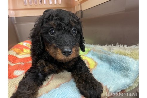 成約済の愛媛県のタイニープードル-246317の7枚目