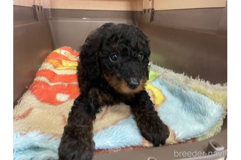 成約済の愛媛県のタイニープードル-246317の8枚目