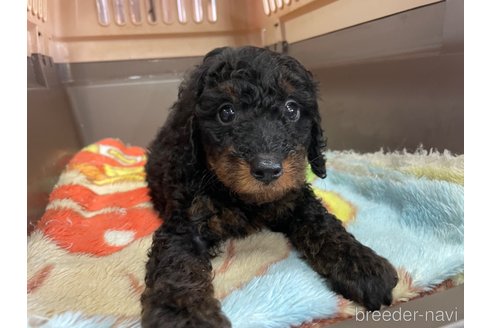 成約済の愛媛県のタイニープードル-246317