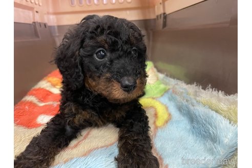 成約済の愛媛県のタイニープードル-246317の9枚目