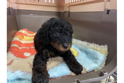 成約済の愛媛県のタイニープードル-246317の10枚目