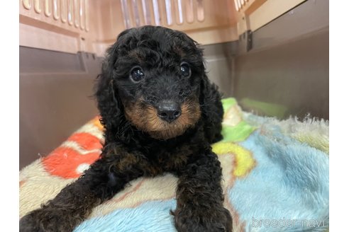 成約済の愛媛県のタイニープードル-246317の11枚目