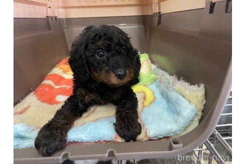 成約済の愛媛県のタイニープードル-246317の2枚目