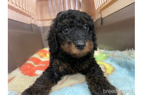 成約済の愛媛県のタイニープードル-246317の3枚目