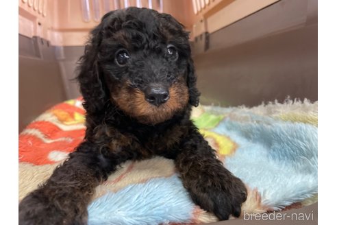 成約済の愛媛県のタイニープードル-246317の4枚目