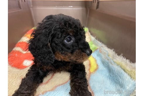 成約済の愛媛県のタイニープードル-246317の5枚目