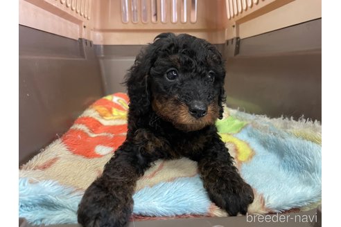 成約済の愛媛県のタイニープードル-246317の6枚目